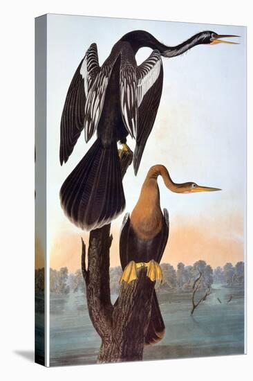 Audubon: Anhinga-John James Audubon-Stretched Canvas