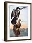 Audubon: Anhinga-John James Audubon-Framed Giclee Print