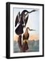 Audubon: Anhinga-John James Audubon-Framed Giclee Print