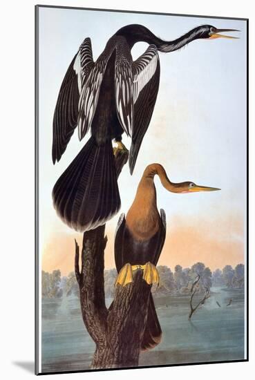 Audubon: Anhinga-John James Audubon-Mounted Giclee Print