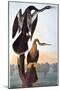 Audubon: Anhinga-John James Audubon-Mounted Giclee Print