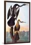 Audubon: Anhinga-John James Audubon-Framed Giclee Print