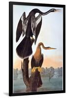 Audubon: Anhinga-John James Audubon-Framed Giclee Print