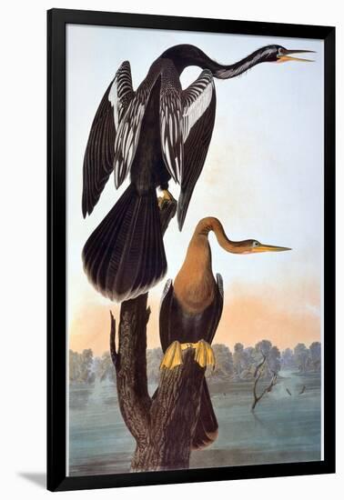 Audubon: Anhinga-John James Audubon-Framed Giclee Print