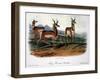 Audubon: Antelope, 1846-John James Audubon-Framed Giclee Print