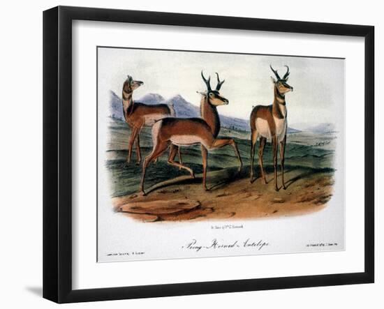 Audubon: Antelope, 1846-John James Audubon-Framed Giclee Print