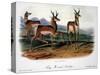 Audubon: Antelope, 1846-John James Audubon-Stretched Canvas