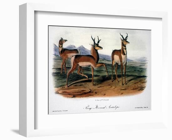 Audubon: Antelope, 1846-John James Audubon-Framed Giclee Print