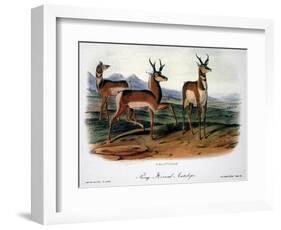 Audubon: Antelope, 1846-John James Audubon-Framed Giclee Print