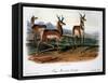 Audubon: Antelope, 1846-John James Audubon-Framed Stretched Canvas