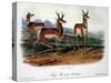 Audubon: Antelope, 1846-John James Audubon-Stretched Canvas