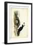 Audubon Arctic Puffin-John James Audubon-Framed Art Print