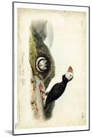 Audubon Arctic Puffin-John James Audubon-Mounted Art Print