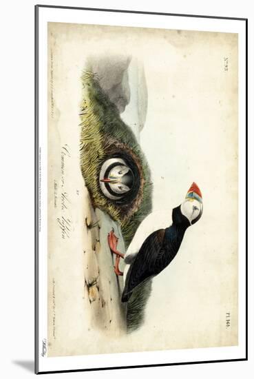 Audubon Arctic Puffin-John James Audubon-Mounted Art Print