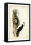 Audubon Arctic Puffin-John James Audubon-Framed Stretched Canvas