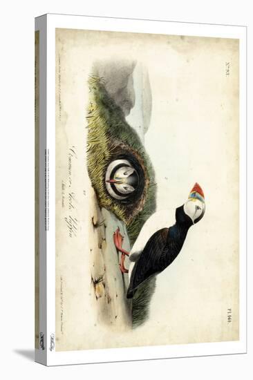 Audubon Arctic Puffin-John James Audubon-Stretched Canvas