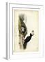 Audubon Arctic Puffin-John James Audubon-Framed Art Print