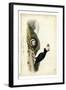 Audubon Arctic Puffin-John James Audubon-Framed Art Print