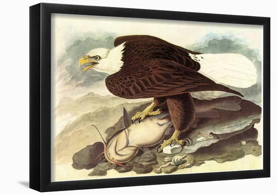 Audubon Bald Eagle 2 With Fish Bird Art Poster Print-null-Framed Poster