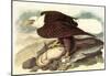 Audubon Bald Eagle 2 With Fish Bird Art Poster Print-null-Mounted Poster