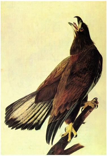 Poster, , large