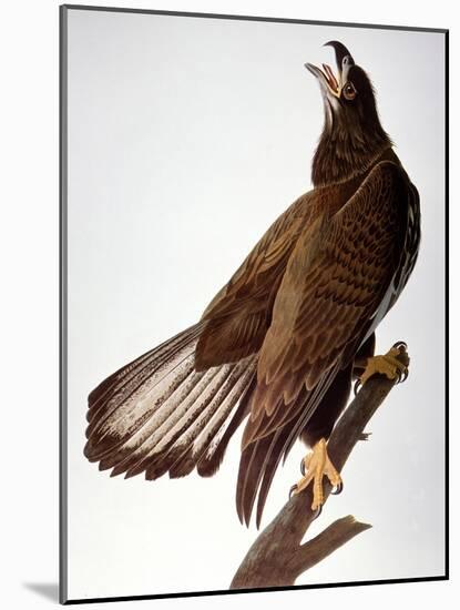 Audubon: Bald Eagle-John James Audubon-Mounted Giclee Print