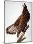 Audubon: Bald Eagle-John James Audubon-Mounted Giclee Print