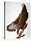 Audubon: Bald Eagle-John James Audubon-Stretched Canvas
