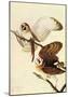 Audubon Barn Owl Bird Art Poster Print-null-Mounted Poster