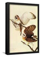 Audubon Barn Owl Bird Art Poster Print-null-Framed Poster