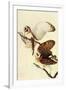 Audubon Barn Owl Bird-null-Framed Art Print