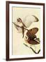 Audubon Barn Owl Bird-null-Framed Art Print