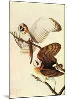 Audubon Barn Owl Bird-null-Mounted Art Print