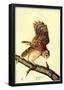 Audubon Barred Owl Bird Art Poster Print-null-Framed Poster