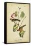 Audubon Bay Breasted Warbler-John James Audubon-Framed Stretched Canvas