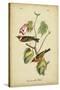 Audubon Bay Breasted Warbler-John James Audubon-Stretched Canvas