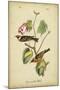 Audubon Bay Breasted Warbler-John James Audubon-Mounted Art Print