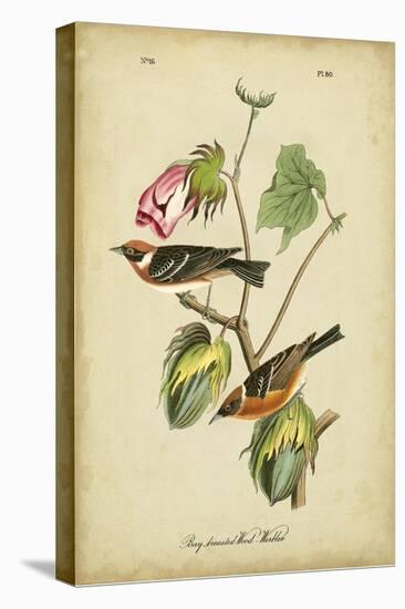 Audubon Bay Breasted Warbler-John James Audubon-Stretched Canvas