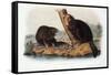 Audubon: Beaver, 1846-John James Audubon-Framed Stretched Canvas