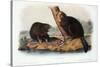 Audubon: Beaver, 1846-John James Audubon-Stretched Canvas