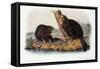 Audubon: Beaver, 1846-John James Audubon-Framed Stretched Canvas