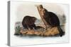 Audubon: Beaver, 1846-John James Audubon-Stretched Canvas