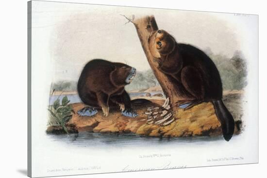 Audubon: Beaver, 1846-John James Audubon-Stretched Canvas