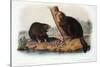 Audubon: Beaver, 1846-John James Audubon-Stretched Canvas