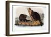 Audubon: Beaver, 1846-John James Audubon-Framed Giclee Print