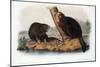 Audubon: Beaver, 1846-John James Audubon-Mounted Giclee Print