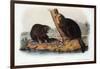 Audubon: Beaver, 1846-John James Audubon-Framed Giclee Print