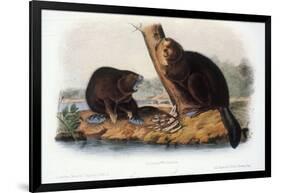 Audubon: Beaver, 1846-John James Audubon-Framed Giclee Print