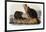 Audubon: Beaver, 1846-John James Audubon-Framed Giclee Print