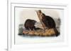 Audubon: Beaver, 1846-John James Audubon-Framed Premium Giclee Print